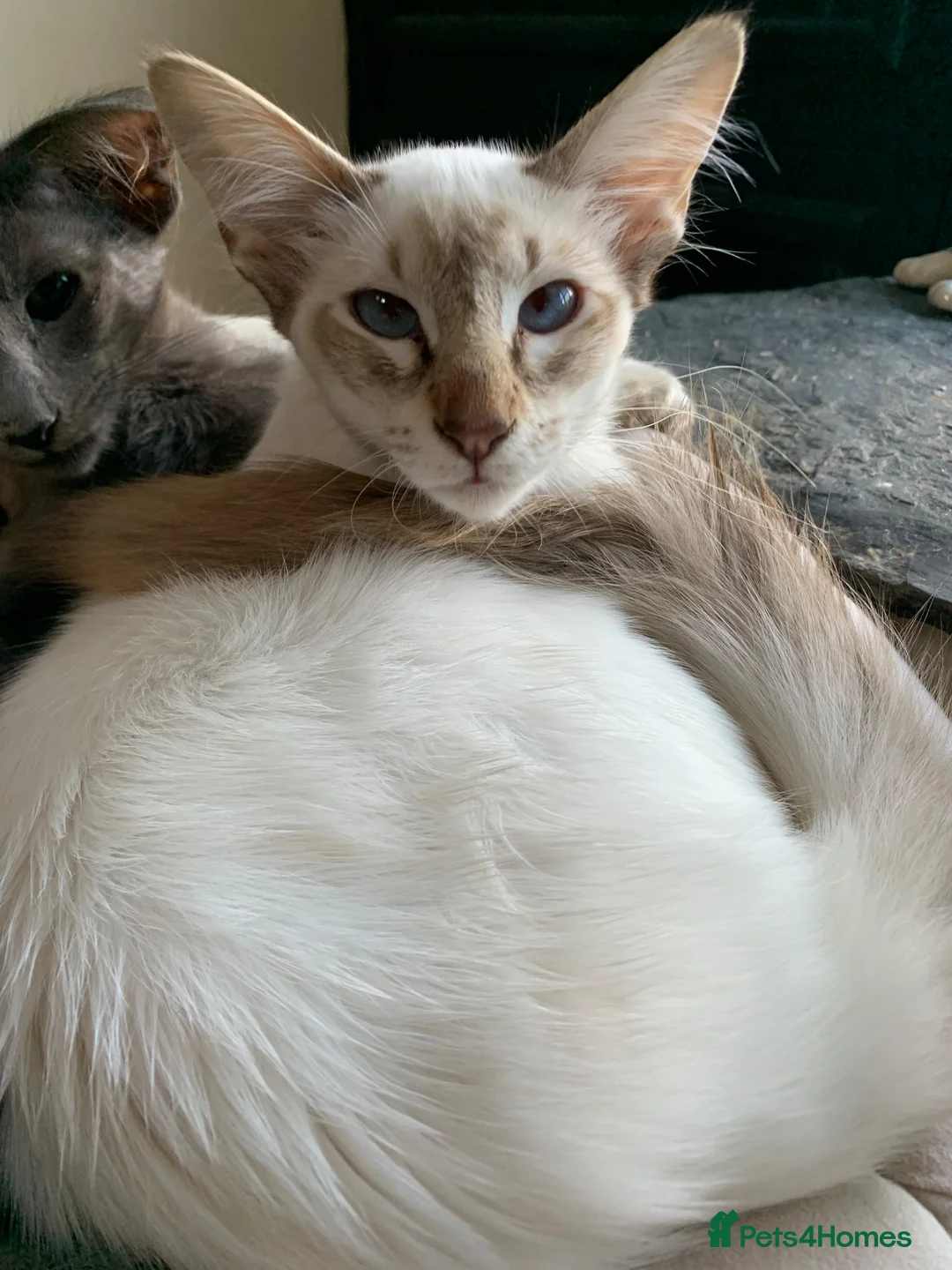 Balinese cats for sale: Chocolate tabby point female - Advert 2