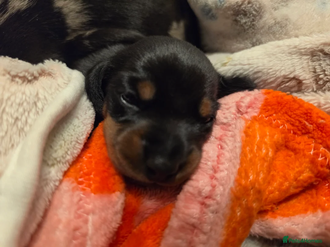 Miniature Dachshund dogs for sale: MINIATURE DACHSHUNDS TO FIND THEIR FOREVER HOME 🏡 - Advert 2