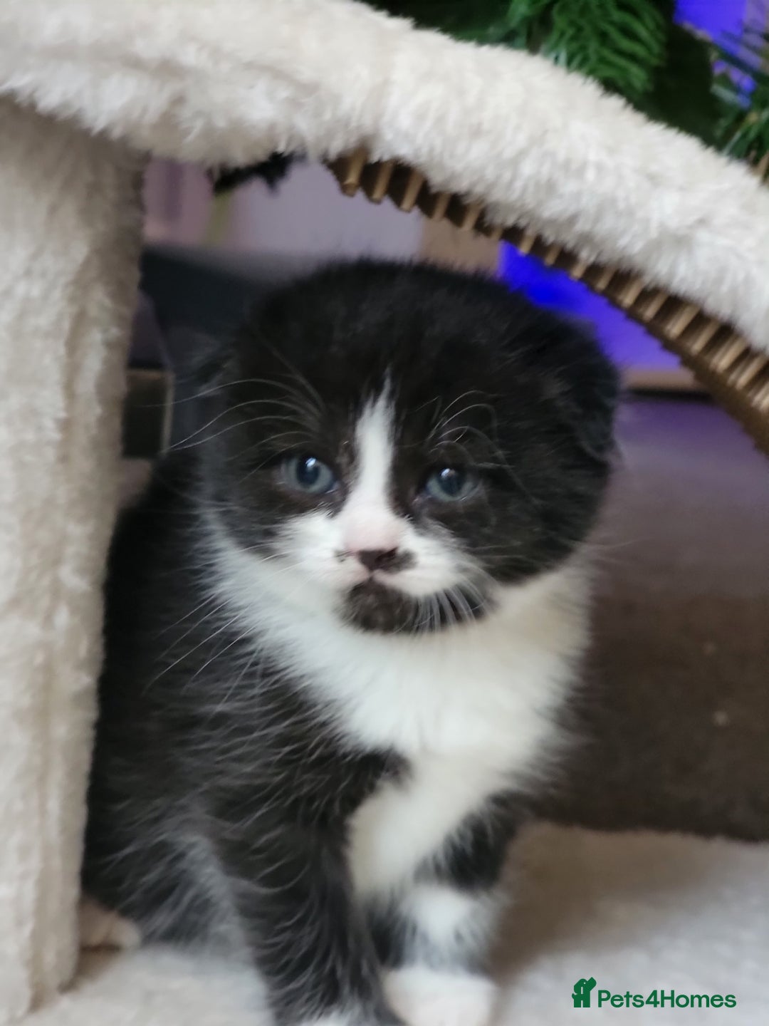 Scottish Fold cats for sale: Scottish fold - Advert 35