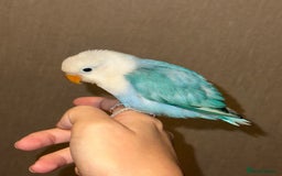 Lovebirds birds for sale: 💚 Lovebird ‘Ace’ – Looking for a Loving Home 💚 - Image 2