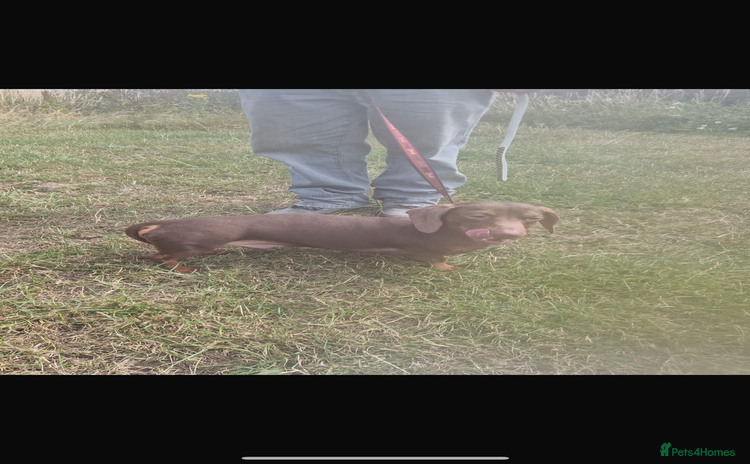 Dachshund dogs - Advert 3