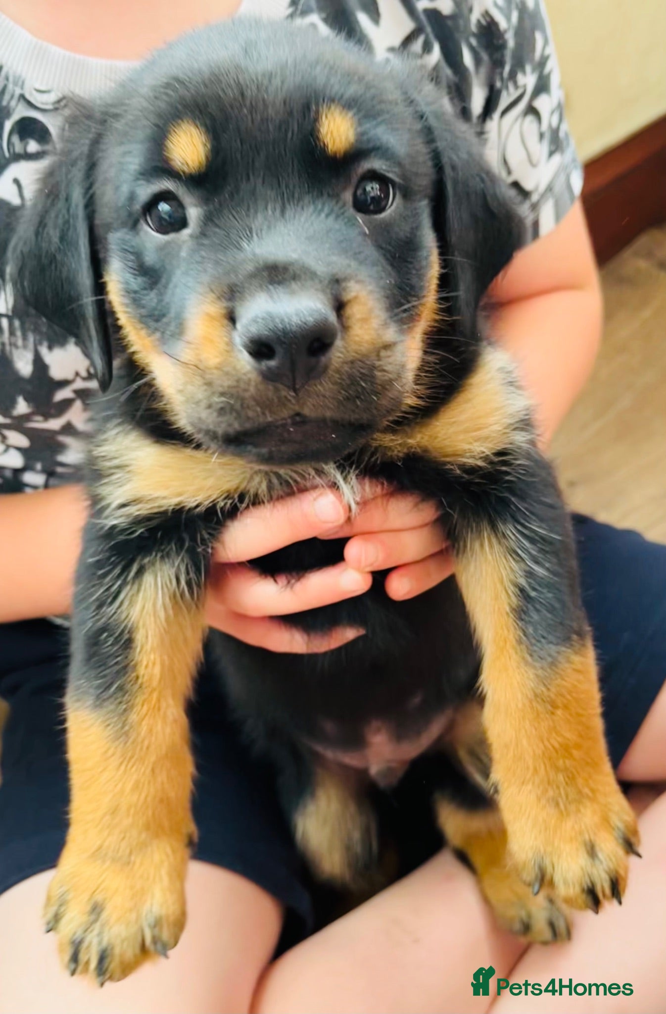 Mixed Breed dogs Rottweiler Doberman mix - Advert 2