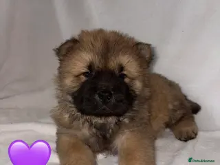 Chow Chow dogs 3 Stunning Chow Chow Puppies Left - Advert 7