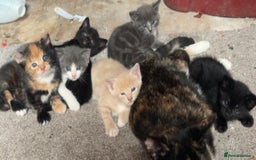 Mixed Breed cats for sale: 2 black kittens available £60!!! - Image 5