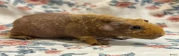 Guinea Pig rodents for sale: Stunning pedigree skinny pig boys available  - Advert 4