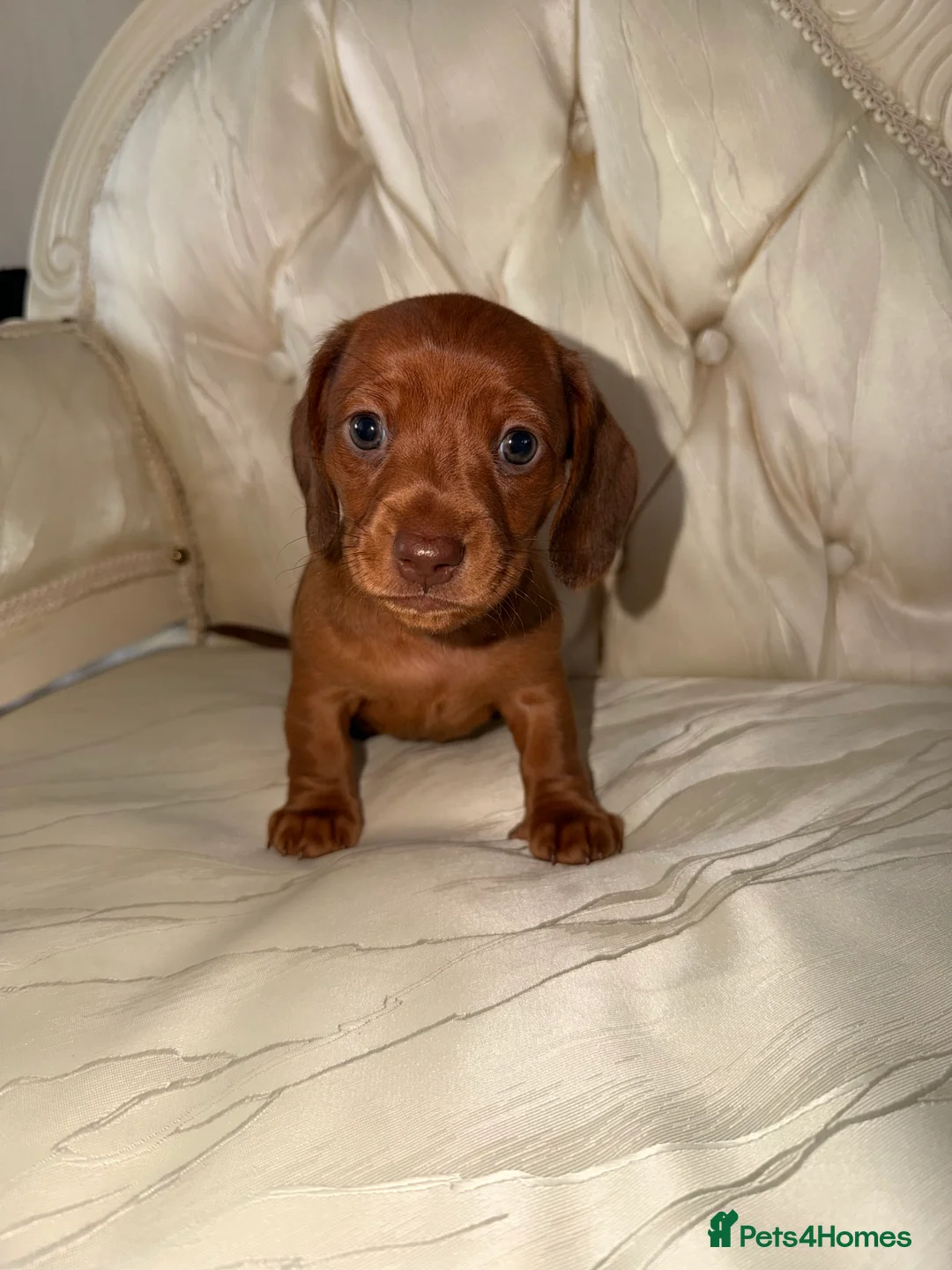 Miniature Dachshund dogs for sale: Miniature Dachshund Puppies  - Advert 2