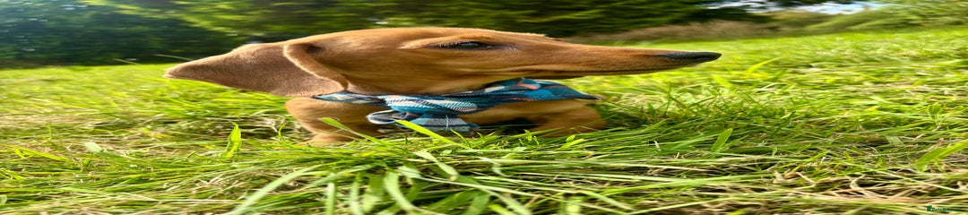 Miniature Dachshund Red Male