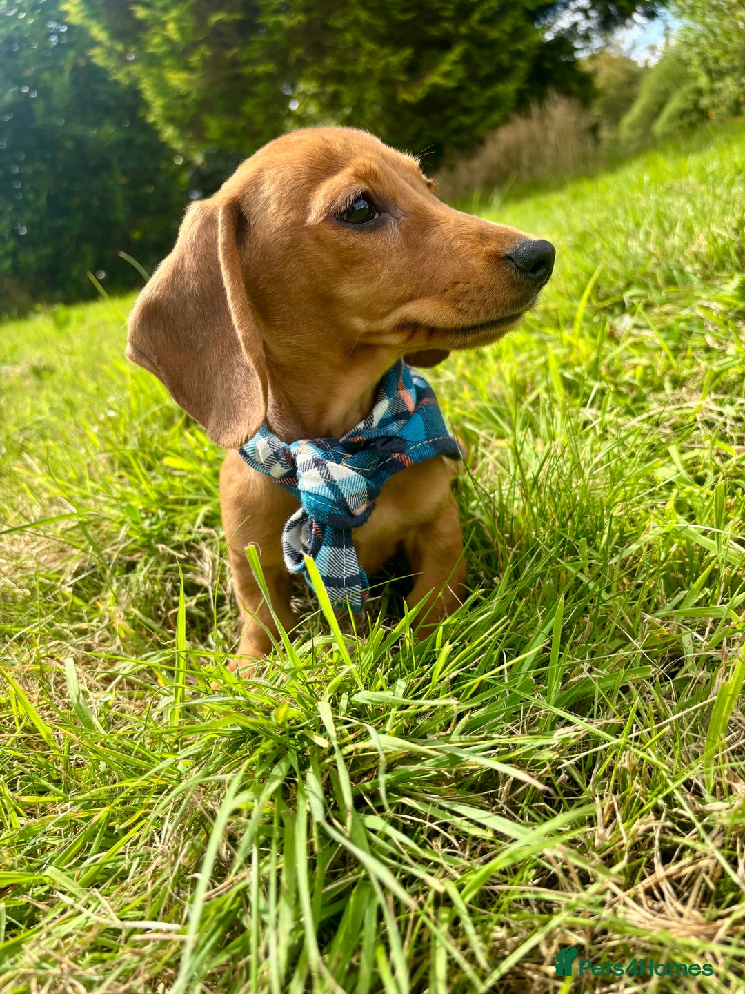 Miniature Dachshund dogs for sale: BEAUTIFUL KC REG & PRA CLEAR MINIS - 0% inbreeding - Image 10