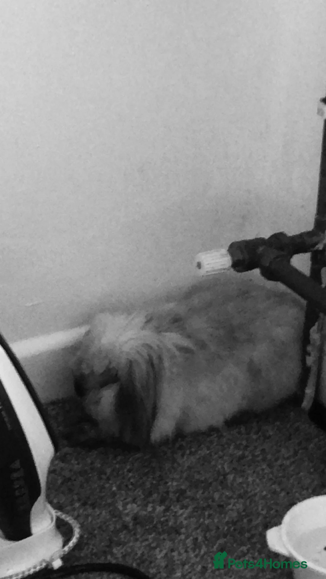 English Lop rabbits for sale: Prince  - Advert 5