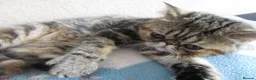 Exotic cats for sale:  Beautiful Exotic female kittens Ready now - Advert 25
