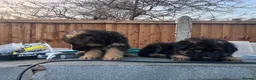 German Shepherd dogs for sale: German Shepherd puppies  - Advert 10
