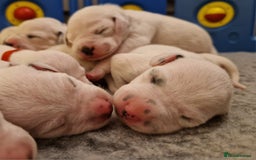 Dalmatian dogs for sale: **Beautiful litter of 11 KC Dalmatians** - Image 10