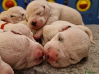 Dalmatian dogs - Advert 9