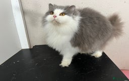 British Longhair cats for sale: Beautiful British Longhair - Advert 2