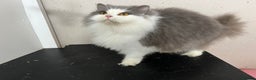 British Longhair cats for sale: Beautiful British Longhair - Advert 3