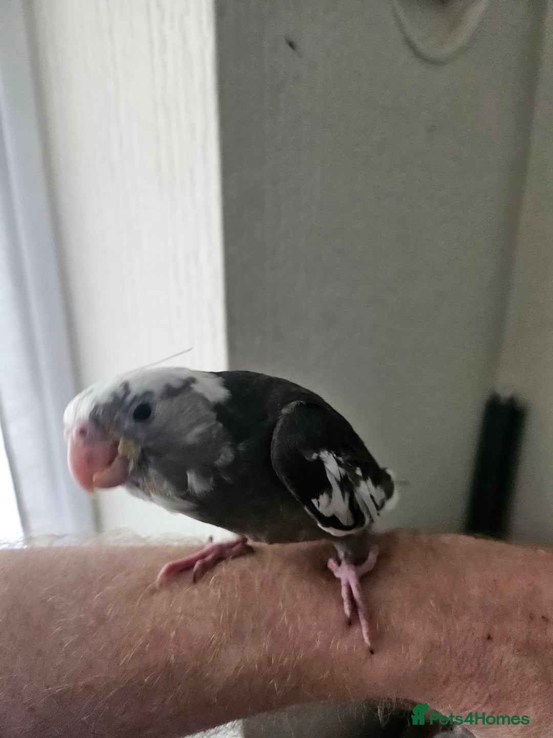Cockatiels birds for sale: Cockatiel chicks hand tame  - Image 15