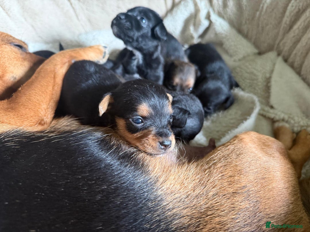 Patterjack dogs for sale: 🐾 🐶 Gorgeous patterjack puppies 🐶 🐾 - Image 4