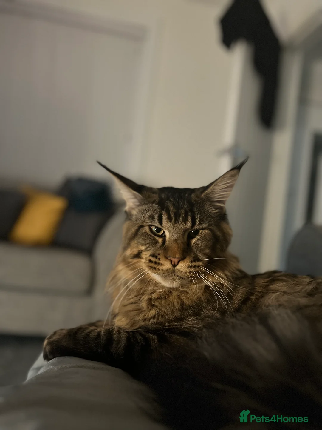 Maine Coon cats for stud: Main Coon STUD ONLY Classic Tabby in Glasgow - Advert 7