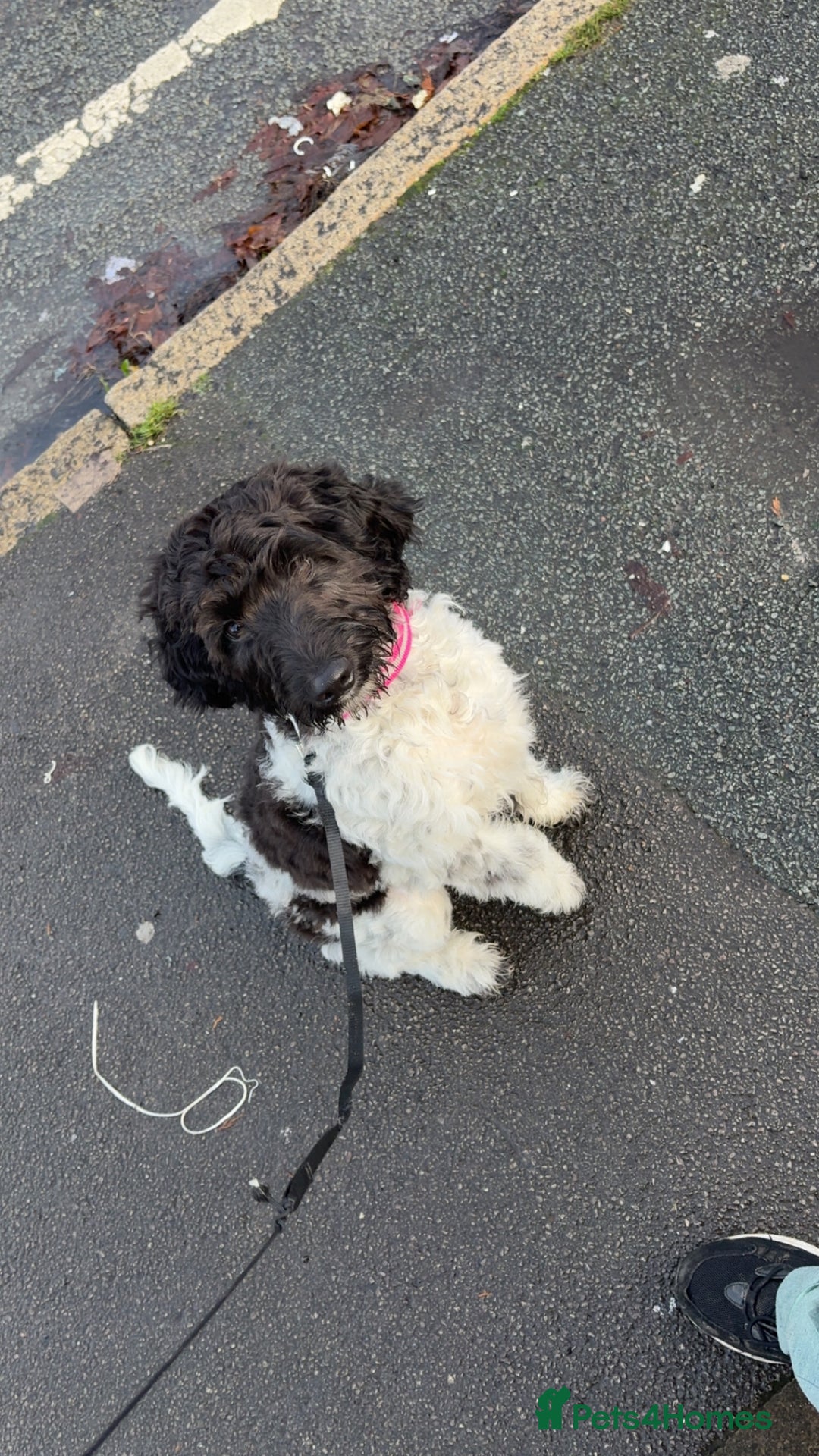 Labradoodle dogs for sale: 5 month old Labradoodle Clover - Advert 2