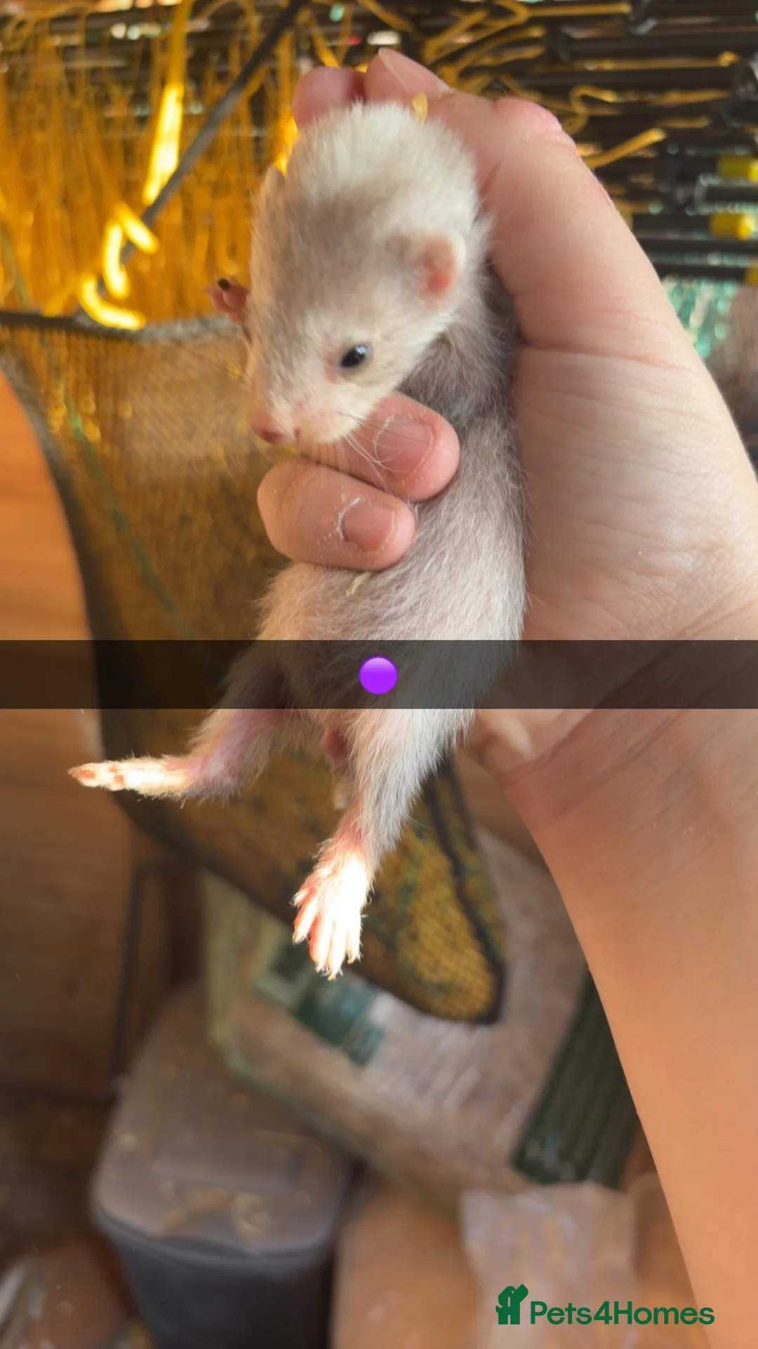 Ferret rodents for sale: Silver Jill’s one albino hob  in Middlesbrough - Advert 2