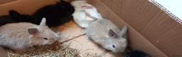 Lionhead rabbits for sale: Lionhead mini lop - Advert 2