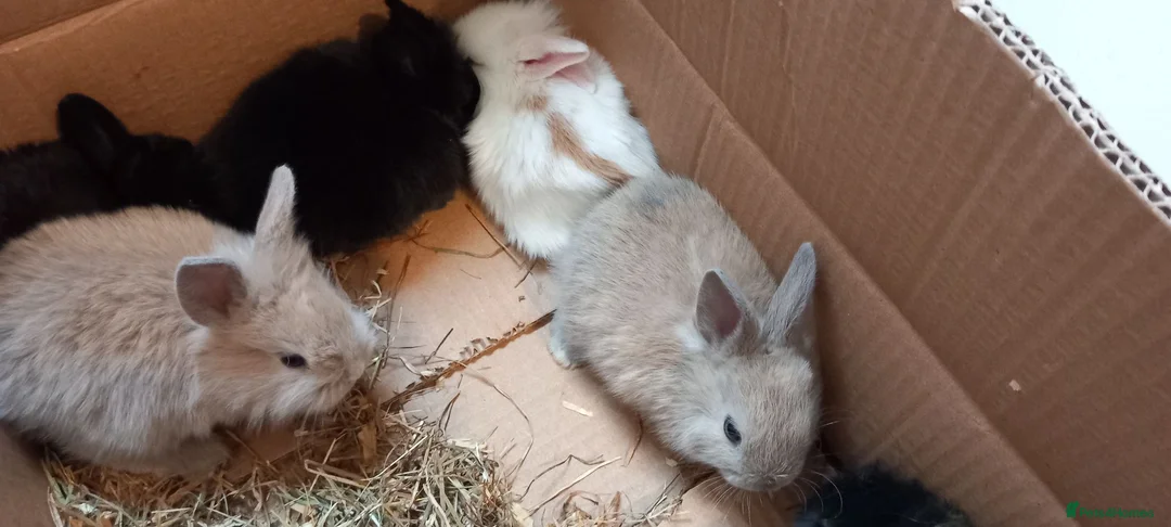 Lionhead rabbits for sale: Lionhead mini lop - Advert 2