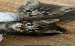 British Longhair cats for sale: 8 fluffy kittens  - Image 1