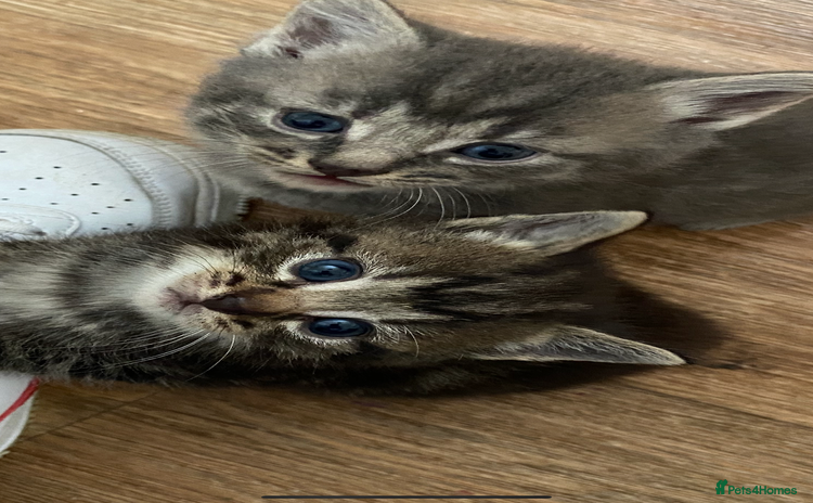 British Longhair cats - Advert 1