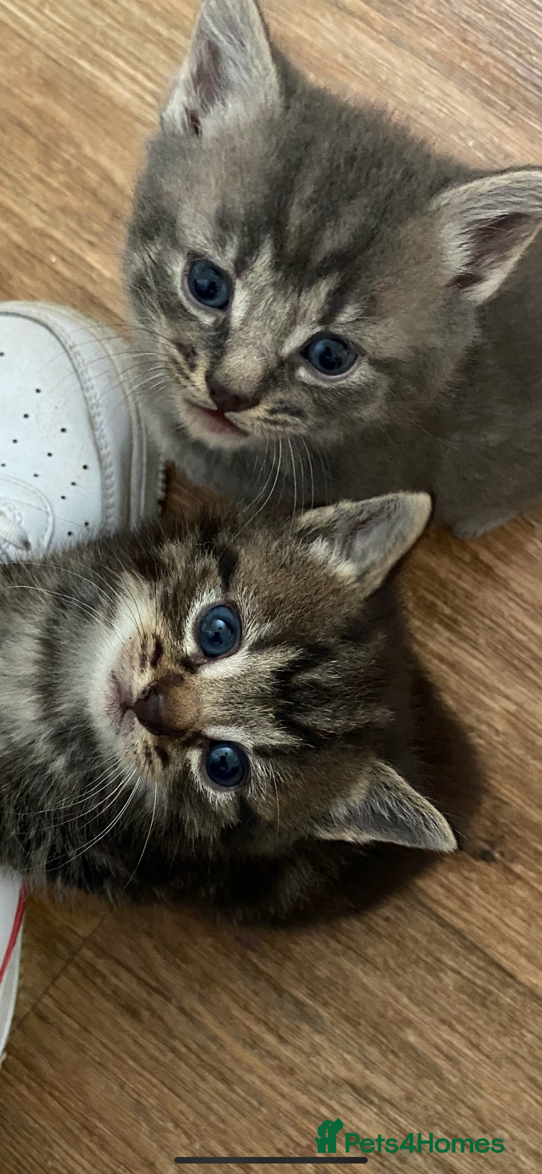 British Longhair cats for sale: 8 fluffy kittens  - Image 1