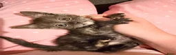 Mixed Breed cats for sale: Grey smoke tabby kitten - Advert 3