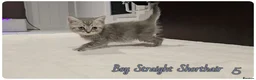 Scottish Fold cats for sale: Scotish fold kittens - Advert 9