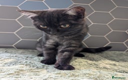 Selkirk Rex cats for sale: 😻 Stunning Selkirk Rex Mix Kittens 😻 - Image 32
