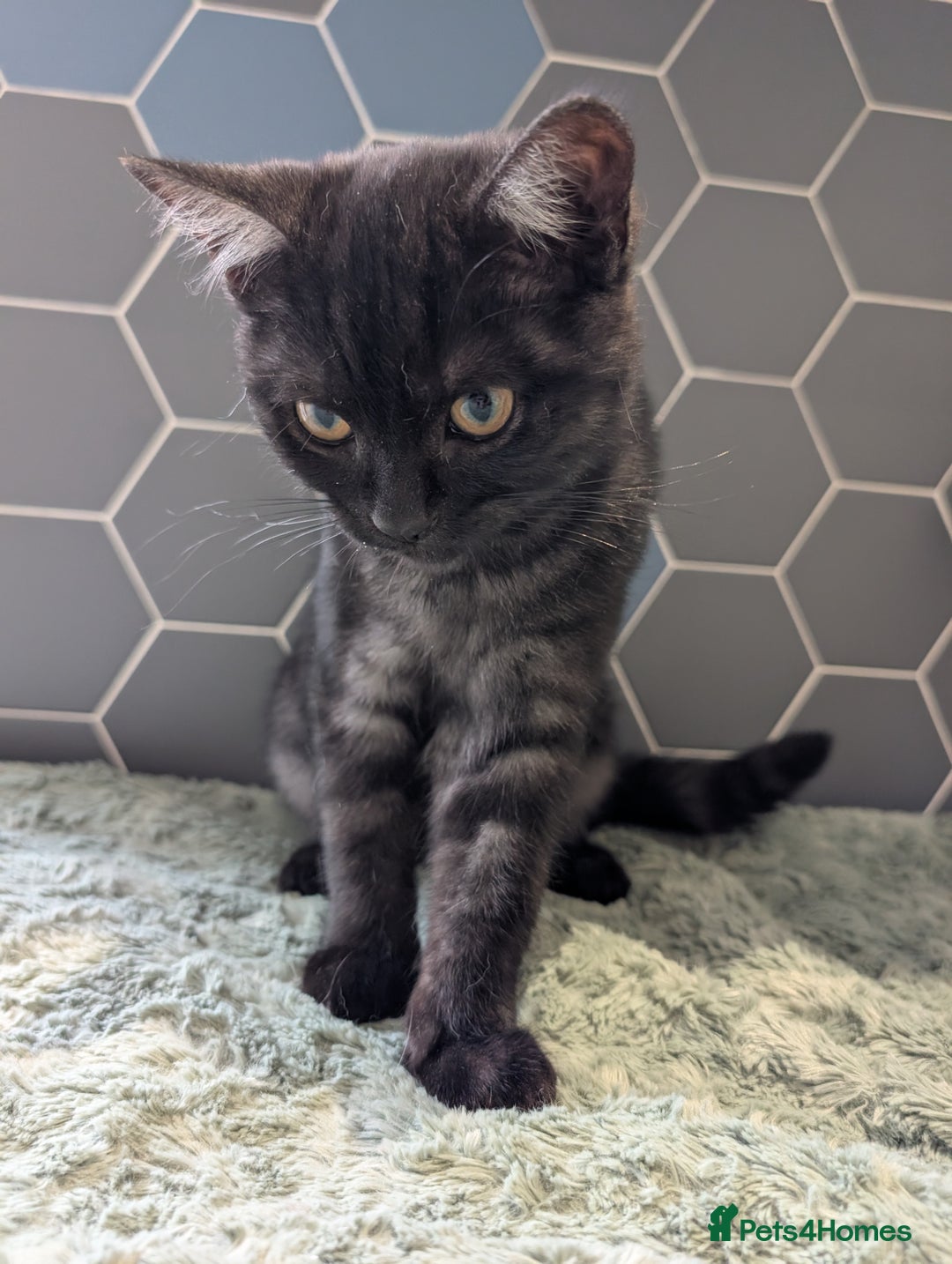 Selkirk Rex cats for sale: 😻 Stunning Selkirk Rex Mix Kittens 😻 - Image 32