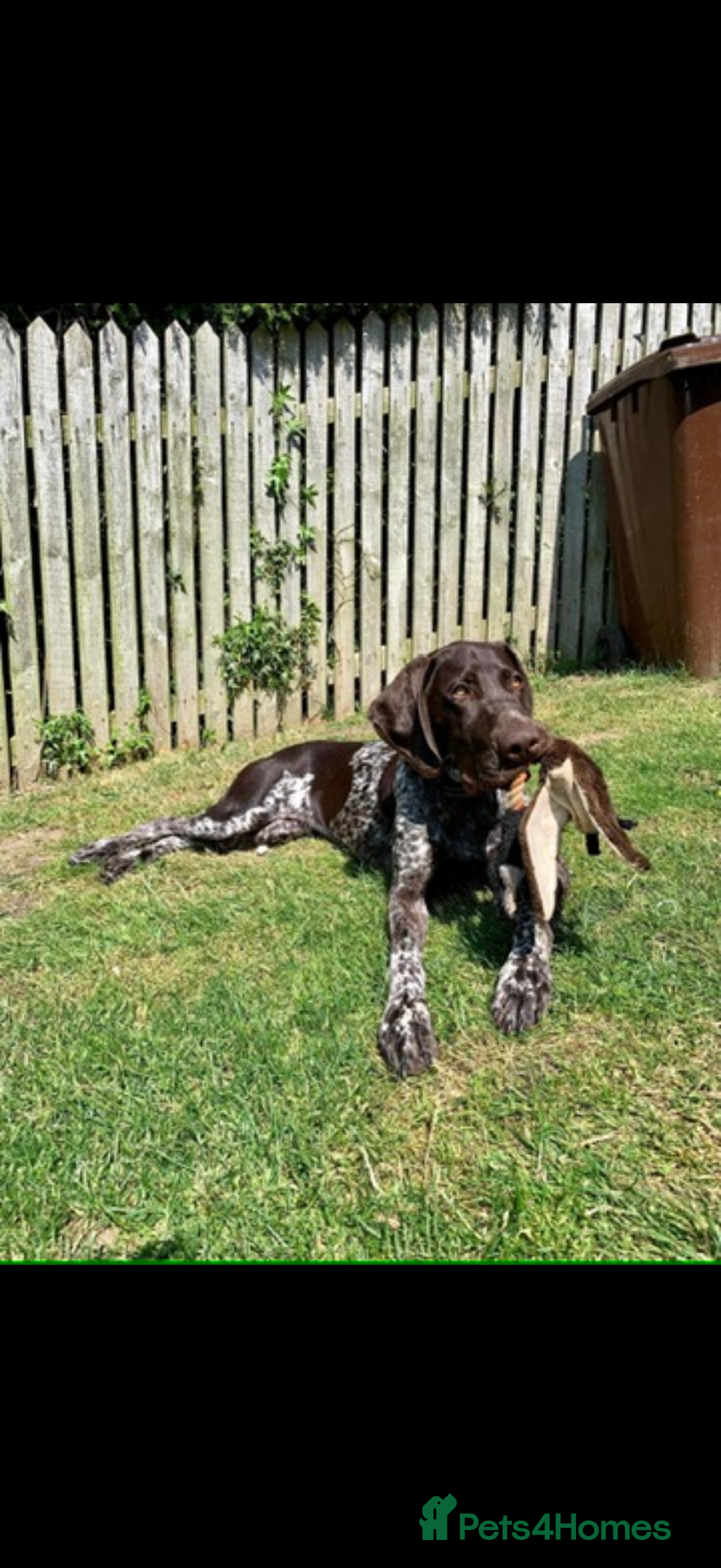 German Shorthaired Pointer dogs for sale: Perfect home needed for 3 year old GSP male - Advert 4