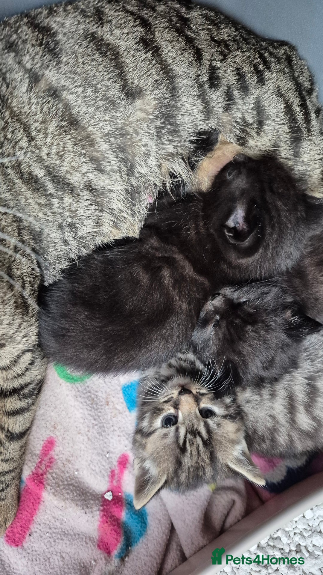 Mixed Breed cats for sale: Playful stripey kitten - Image 3