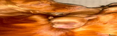 Cocker Spaniel 2
