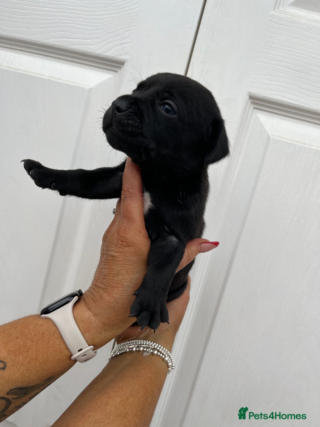 Mixed Breed dogs for sale: 4 week old puppies - Image 6