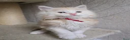 Maine Coon cats for sale: RARE Red High Silver Stunning Maine Coons Boys - Advert 9