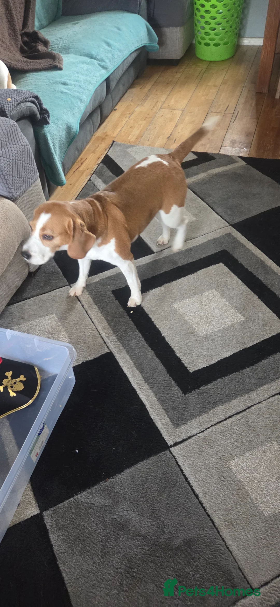 Beagle dogs for sale: Luna the beagle  in Stafford - Advert 2