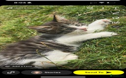 Siberian cats for sale: Siberian mix - Image 9