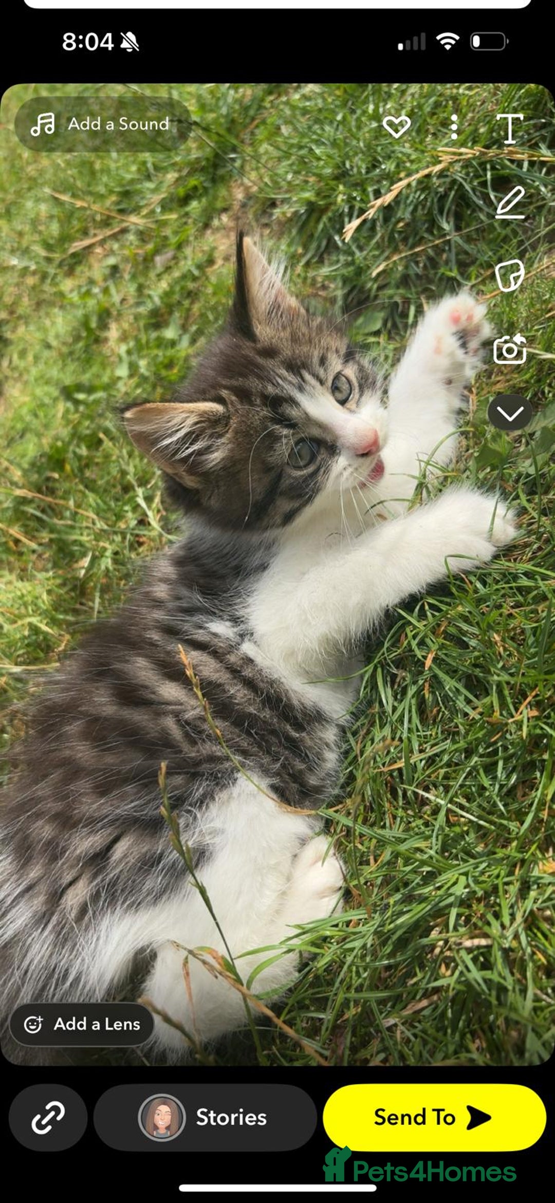 Siberian cats for sale: Siberian mix - Image 9