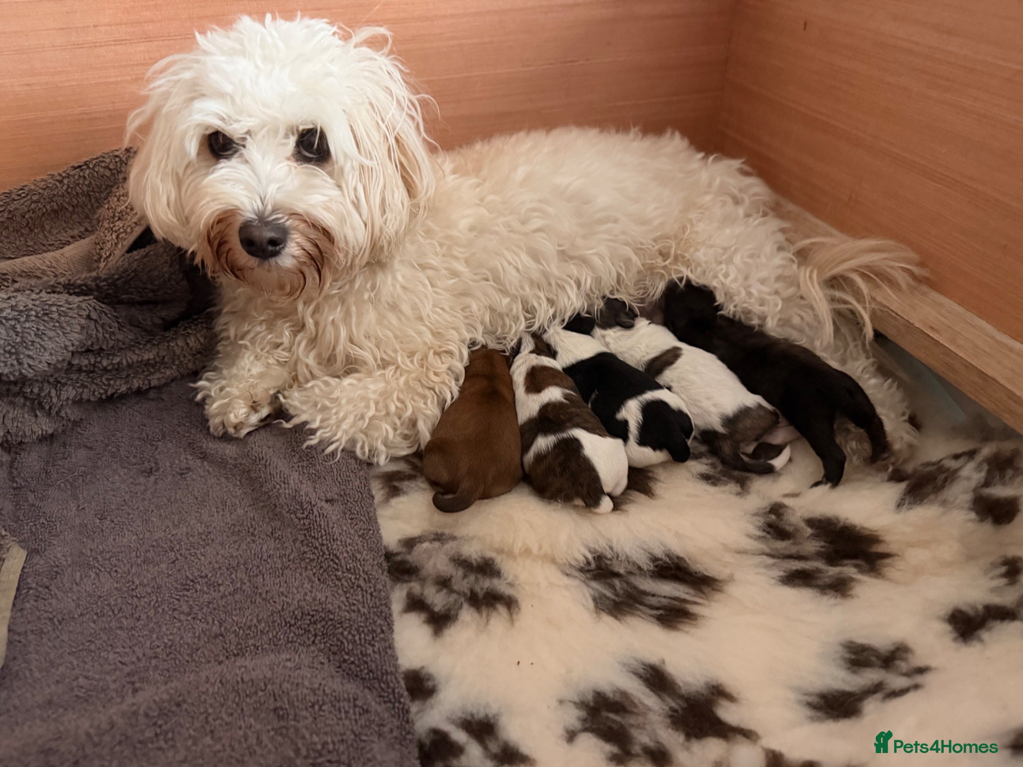 Mixed Breed dogs Malshipoo puppies - Advert 1