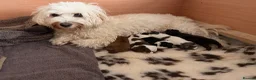 Mixed Breed dogs for sale: Malshipoo puppies in Forfar - Advert 1