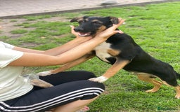 Mixed Breed dogs for adoption: 💙🐶 MAX 🐶💙 - Image 11