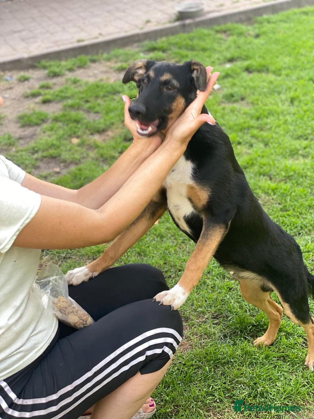 Mixed Breed dogs for adoption: 💙🐶 MAX 🐶💙 - Image 11