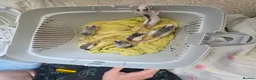 Rat rodents for sale: £10 rats ready for new homes - Advert 2
