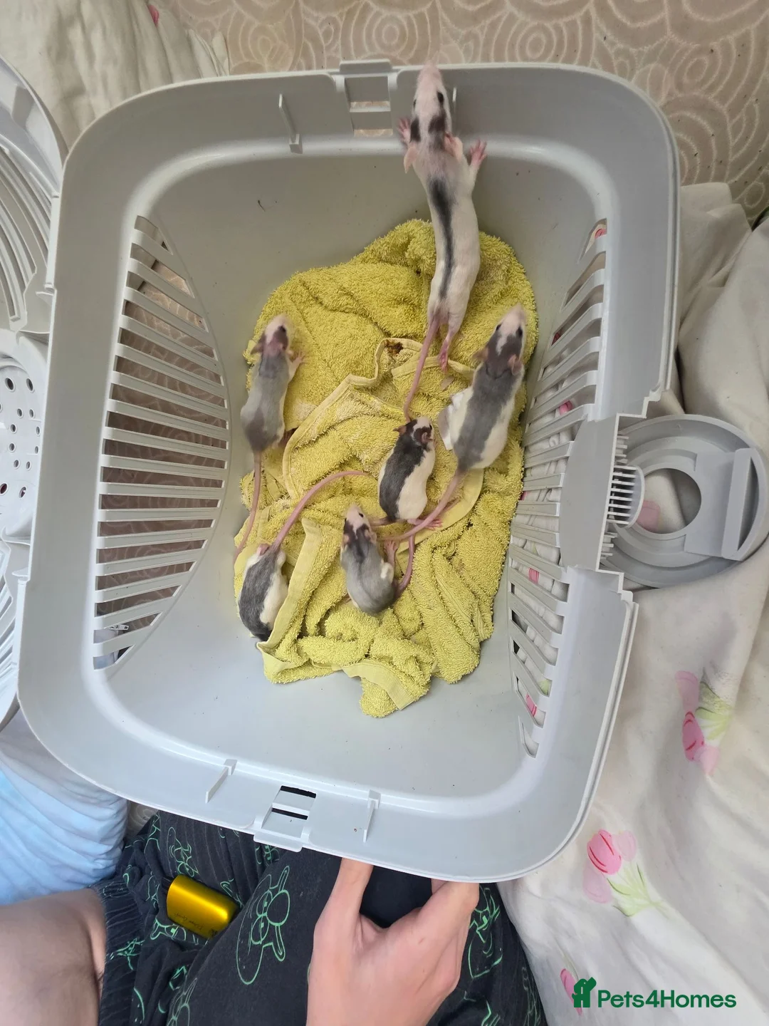 Rat rodents for sale: £10 rats ready for new homes - Advert 2