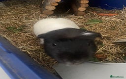 Guinea Pig rodents for sale: Guinea Pig [male] * FREE FOR COLLECTION *  - Image 3