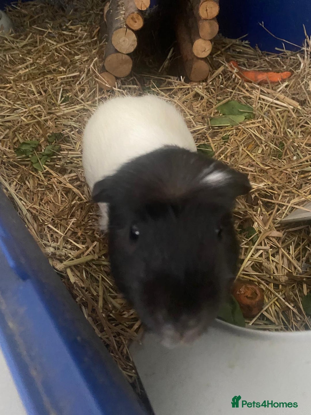 Guinea Pig rodents for sale: Guinea Pig [male] * FREE FOR COLLECTION *  - Image 3