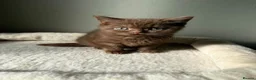 British Shorthair cats for sale: Our Beautiful British Shorthair Kittens - Advert 26